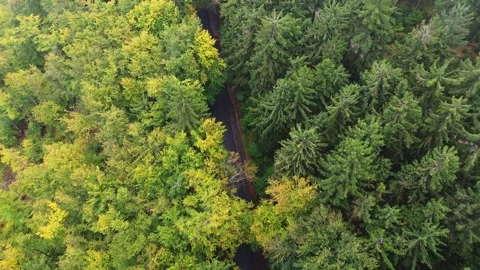 Drone shot of a serpentine road through a misty forest in full fall colors .. Video stock 320517682
