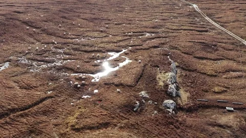 Drone shot of a sheep flock grazing heather Stock Footage 327362720