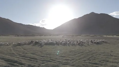 Drone Shot of Sheep Flock Grazing on Lush Ladakh Grassland in the High Altitude Stock-Footage 334655135