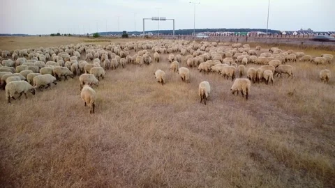 Drone shot of sheep Stock Footage 249251032