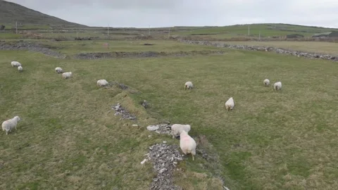 Drone Shot Of Sheep Grazing On The Dingle Peninsula In Ireland Stock Footage 159186033