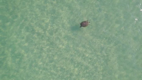 Drone Shot of Single Green Turtle Swimming at Ningaloo Reef Stock Footage 324900484