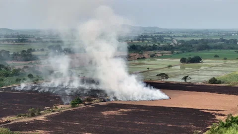Drone Shot Slash and Burn Field Horizon Agricultural Ecuador Rice Field Stock Footage 281553387