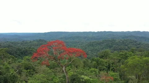 Drone shot slowly flying backwards from a tree named Ceibo that is flowering Stock Footage 142757699
