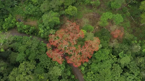 Drone shot slowly flying down and showing the tree crown of a Ceibo Stock Footage 142757811