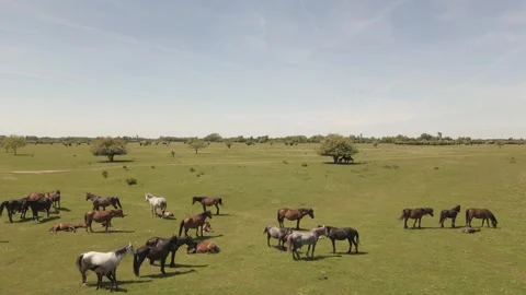 Drone shot slowly flying over a herd of horses grazing and resting  Stock Footage 335516083