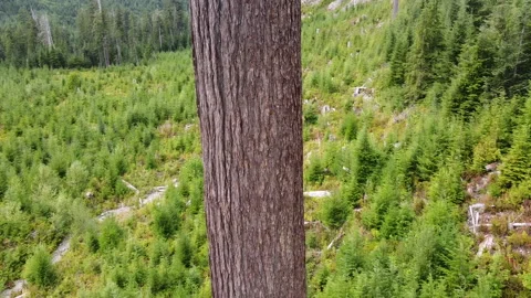 Drone shot slowly points down the base of Big Lonely Doug near Port Renfrew, BC Stockbeeldmateriaal 164006896