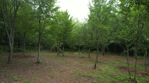 Drone shot small trees Stock Footage 204811247