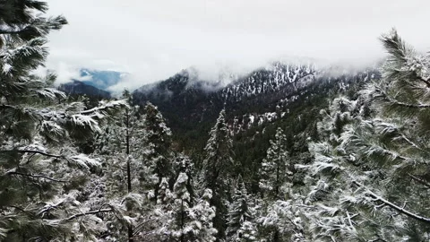 Drone shot of snow-capped forest and mountains Stock Footage 262478329