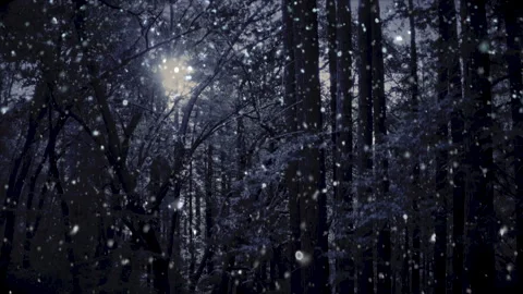 Drone shot snow falling in dense forest Stock Footage 159004442