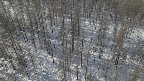 Drone shot of snow forest Stock Footage 244312412