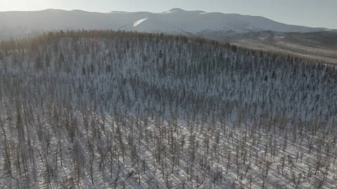 Drone shot of snow forest Видео 244320785