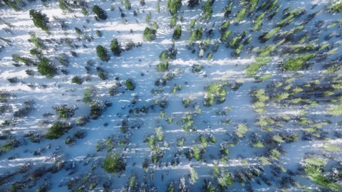 Drone shot of snowy pine treetops in spruce forest on cold morning, Aerial view 스톡 동영상 251910748