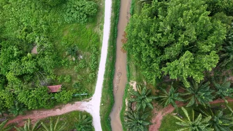 Drone shot soaring above a tranquil palm plantation 库存影片 339847449