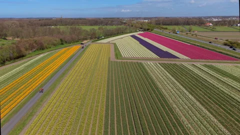 Drone shot of spring flower fields with yellow daffodils and pink tulips. 스톡 동영상 334995752