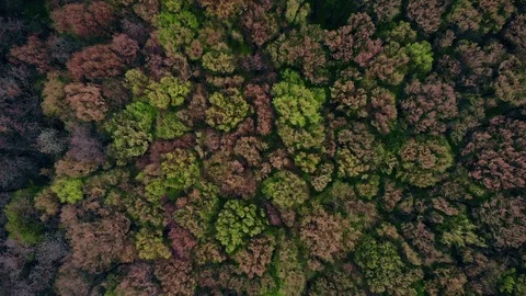 Drone shot of spring forest blooms; top view on green park from quadcopter Stock Footage 128866028