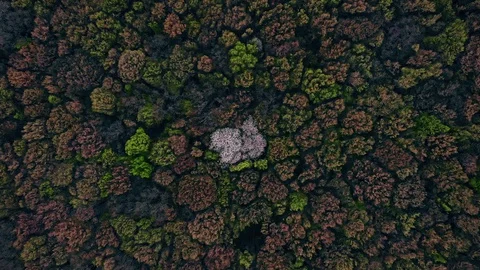 Drone shot of spring forest blooms; top view on green park from quadcopter Stock Footage 128866049