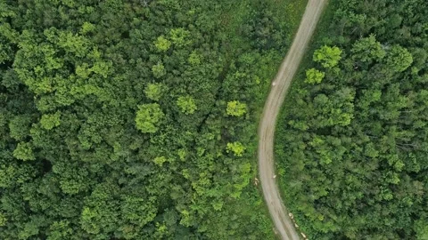 Drone shot straight down above the curved dirt road in the park with trees on Stock Footage 170406237