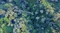 Drone shot straight down aerial jungle mountain forest in Indonesia 4k or 4k+ Resolution