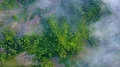 Drone shot straight down aerial jungle mountain forest and rice fields 4k or 4k+ Resolution