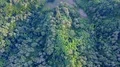 Drone shot straight down aerial jungle mountain forest and rice fields 4k or 4k+ Resolution