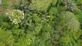 Drone shot straight down aerial forest flyover jungle mountains of Indonesia 4k or 4k+ Resolution