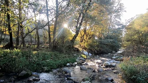 Drone Shot Of Stream Flowing Among Trees Sun Shines Stock Footage 119497309