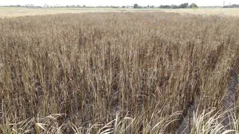 Drone shot of sugarcane trees drying and dying from fire Stock Footage 264722347