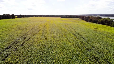 Drone shot of a sunflower field Video stock 180907425