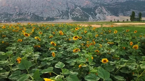 Drone shot of sunflower field Stock Footage 219613974
