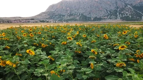 Drone shot of sunflower field Stock Footage 219614054