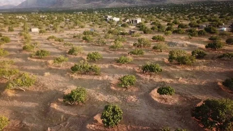 Drone shot at sunset golden time in fig tree garden rainfed traditional Stock Footage 263295194