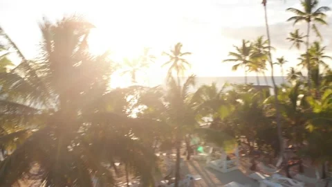 Drone shot of sunset through the palm trees Stock Footage 202011701