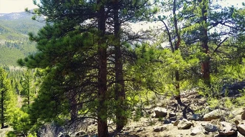 Drone shot Tall Pine Tree at the mountains 4K Stock Footage 80809241