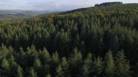 Drone Shot of Tall Trees with Forest Stock Footage 141504160