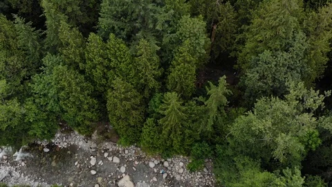 Drone shot of thick coniferous forest Stock Footage 120082384