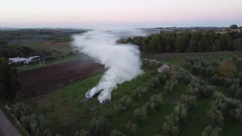 Drone shot of thick white smoke billowing from burning olive tree prunings in Stock Footage 346193359