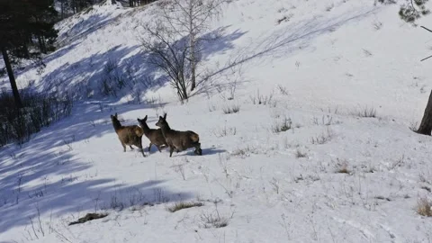 Drone shot of three wild deer running away down the mountainside. Stock Footage 150932241