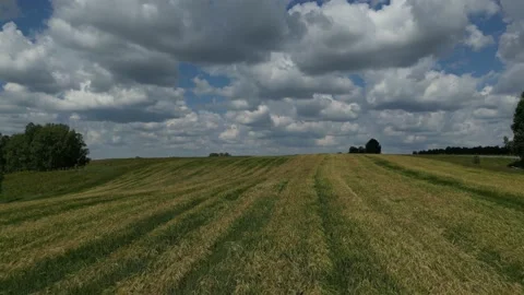 Drone shot through a field of yellow flowers Stock Footage 227124009