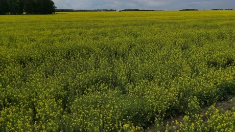Drone shot through a field of yellow flowers Stock Footage 227124629