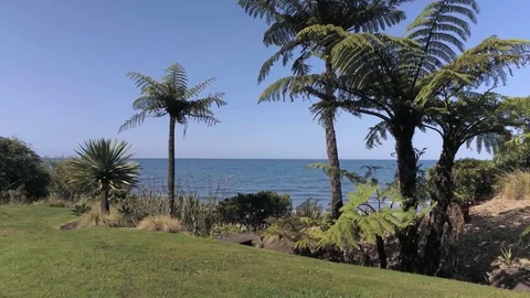 Drone shot through palms to the ocean 库存影片 125498804
