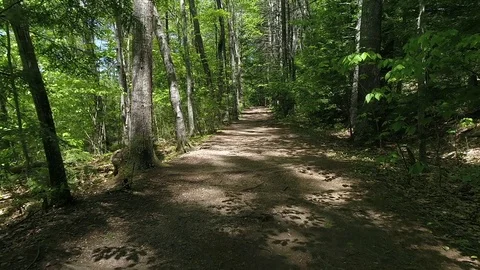 Drone Shot Through Path in Woods - 03 Stock Footage 77933457