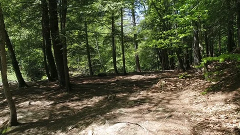 Drone Shot Through Path in Woods - 01 Stock Footage 77934962