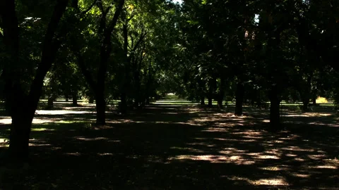Drone Shot through Pecan Orchards Stockbeeldmateriaal 141481399
