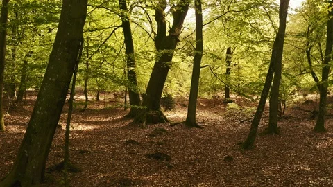 Drone Shot Through the Trees in the Forest Stock Footage 115448599