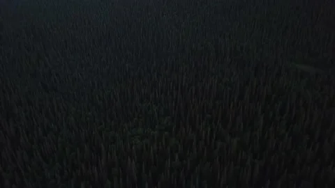 Drone shot Top down quiet atmosphere green trees Stock Footage 219331745