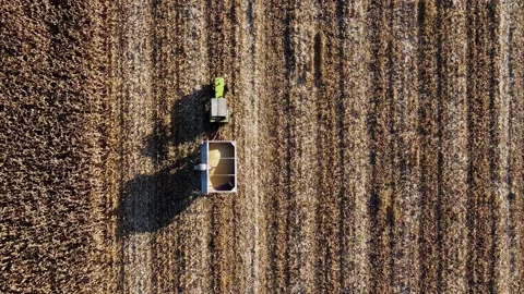 Drone shot top down view tractor carries a trailer with harvested corn Stock Footage 202270269