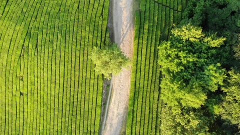 Drone Shot of top view of road on green tea plantation Stock Footage 91592414