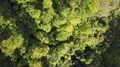 Drone shot top view sunny mountain forest with tree tops in autumn 4k 4k or 4k+ Resolution