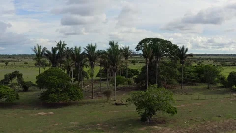 Drone Shot of Towering Palm Trees Over Vast Savanna in Orinoquía Llanos 스톡 동영상 345018945